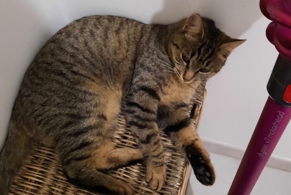 Vermisstmeldung Katze  Weiblich , 3 jahre Nantes Frankreich