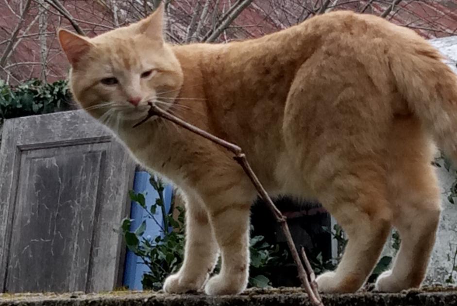 Fundmeldung Katze  Männliche Nantes Frankreich