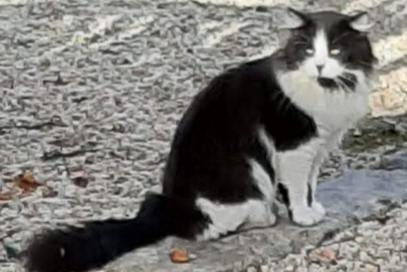 Fundmeldung Katze Unbekannt Sucé-sur-Erdre Frankreich