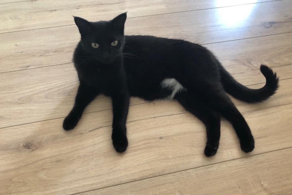 Vermisstmeldung Katze Weiblich , 3 jahre Saint-Nazaire Frankreich