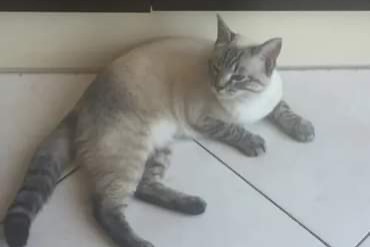 Vermisstmeldung Katze rassenmischung  Weiblich , 3 jahre Les Sorinières Frankreich