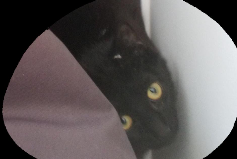 Vermisstmeldung Katze Männliche , 1 jahre La Bernerie-en-Retz Frankreich
