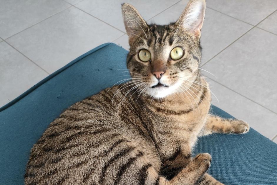 Vermisstmeldung Katze  Weiblich , 2 jahre Bouaye Frankreich