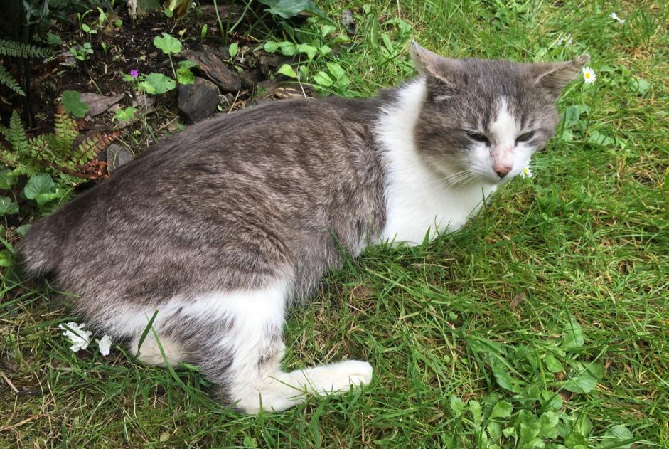 Fundmeldung Katze rassenmischung  Männliche Rezé Frankreich