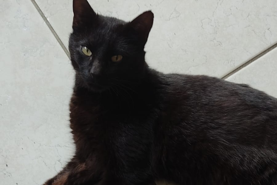 Fundmeldung Katze Männliche Guérande Frankreich