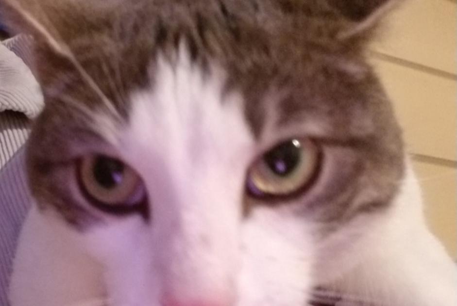 Fundmeldung Katze Weiblich Saint-Brevin-les-Pins Frankreich