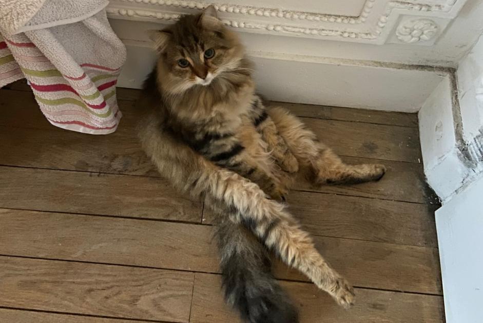 Vermisstmeldung Katze rassenmischung  Weiblich , 3 jahre Nantes Frankreich