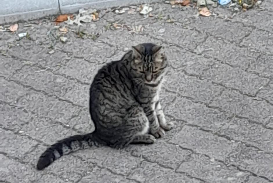 Fundmeldung Katze Männliche , 6 Jahre Rezé Frankreich