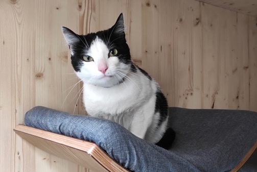 Vermisstmeldung Katze rassenmischung  Männliche , 6 jahre Nantes Frankreich