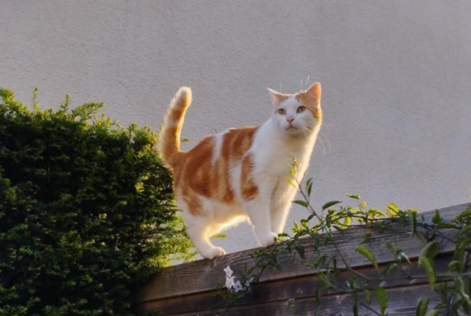 Vermisstmeldung Katze Männliche , 5 jahre Nantes Frankreich