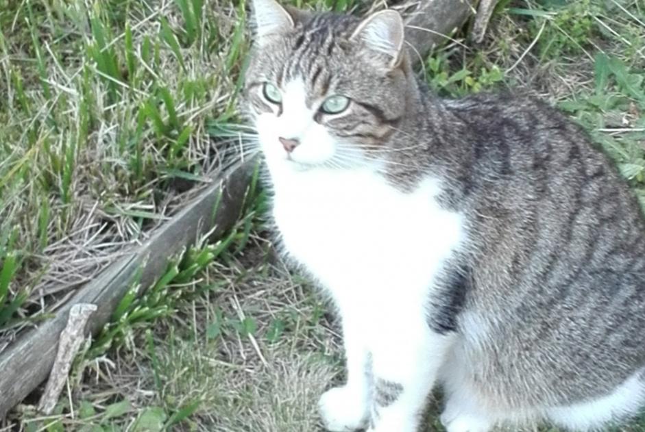 Disappearance alert Cat  Male , 7 years Vertou France
