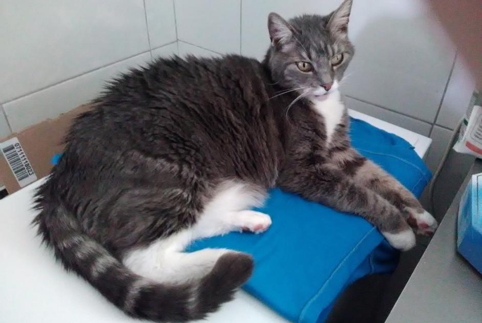 Disappearance alert Cat  Female , 15 years Paimbœuf France