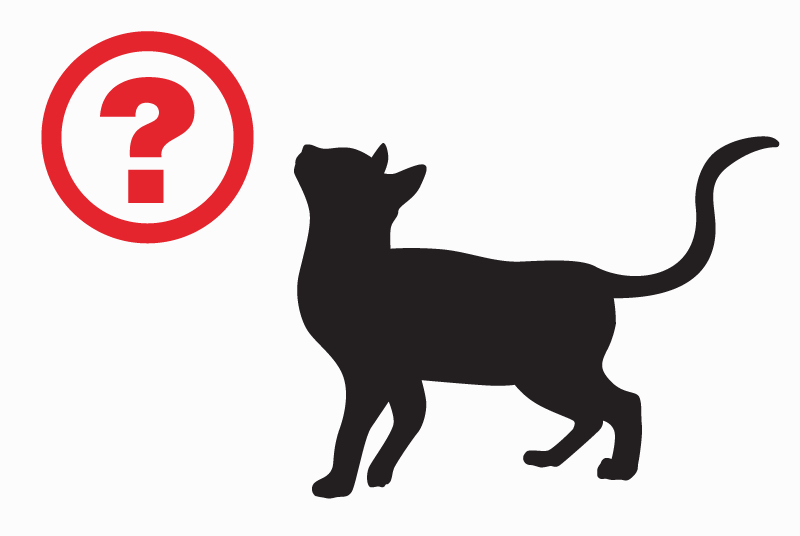 Disappearance alert Cat  Female , 8 years Clisson France