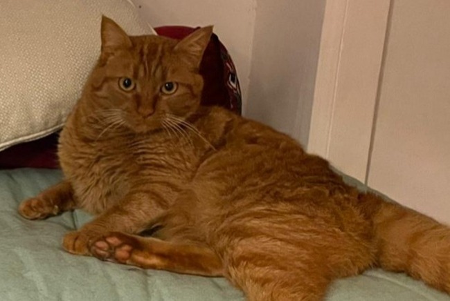 Disappearance alert Cat miscegenation  Male , 5 years Saint-Colomban France