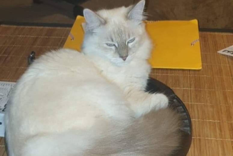 Disappearance alert Cat miscegenation  Female , 3 years Saint-Lumine-de-Clisson France