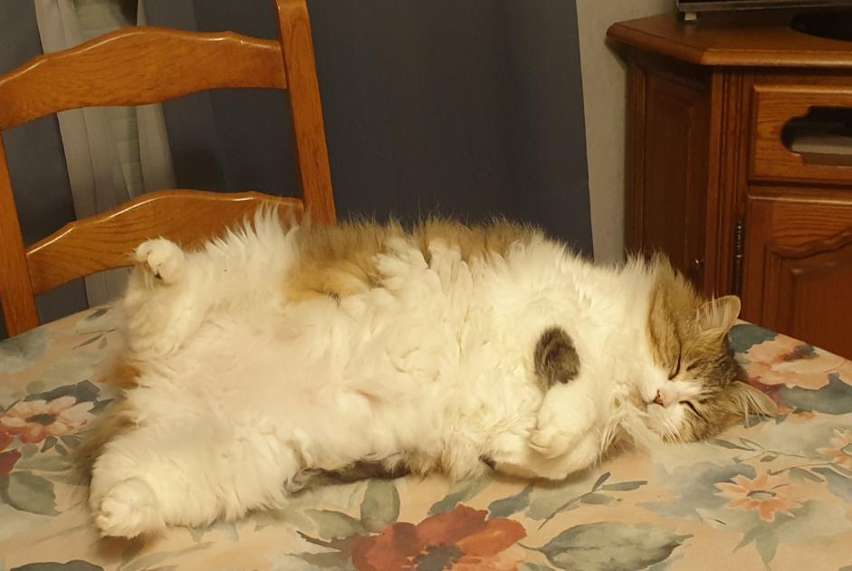 Disappearance alert Cat Européenne  Female , 12 years La Plaine-sur-Mer France