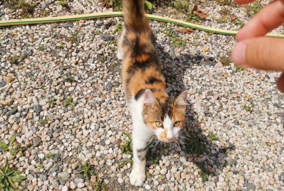 Discovery alert Cat Female Saint-Lyphard France