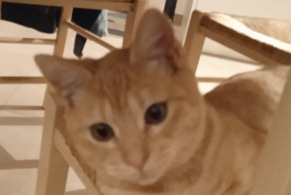 Disappearance alert Cat Male , 1 years Rezé France Disappearance alert Cat Male , 1 years Rezé France