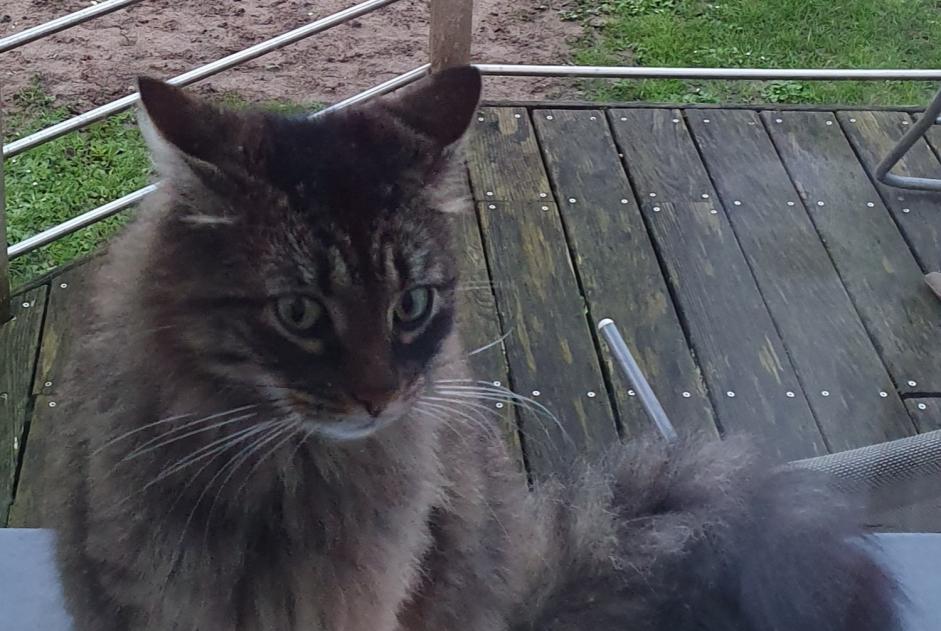 Disappearance alert Cat Female , 5 years Rezé France