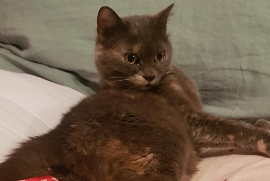 Discovery alert Cat Female Saint-Nazaire France Discovery alert Cat Female Saint-Nazaire France