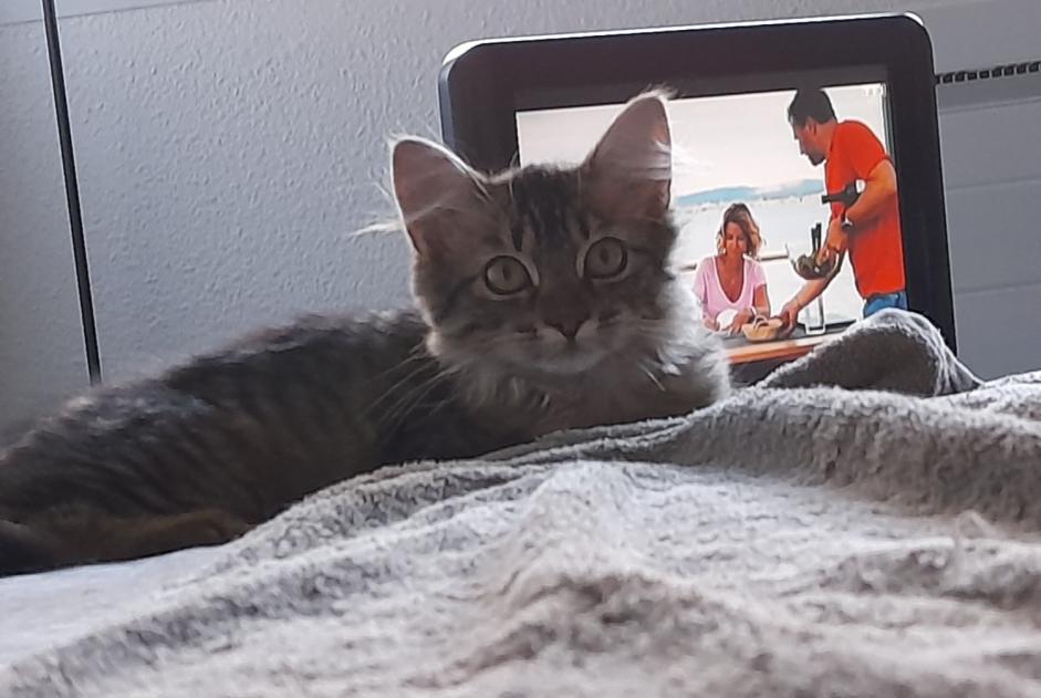 Disappearance alert Cat miscegenation Female , 1 years Saint-Nazaire France Disappearance alert Cat miscegenation Female , 1 years Saint-Nazaire France