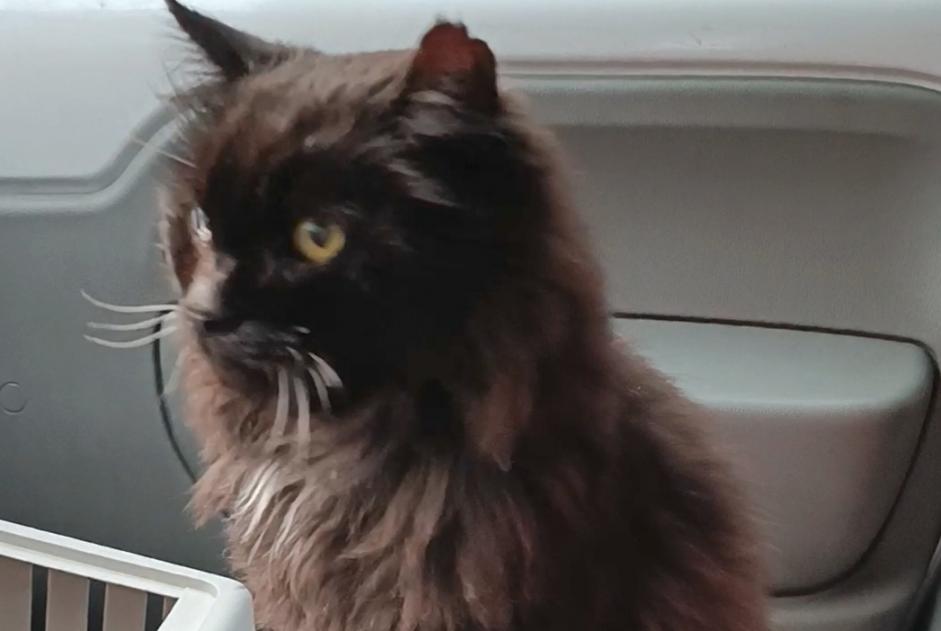 Disappearance alert Cat Male , 15 years Nantes France