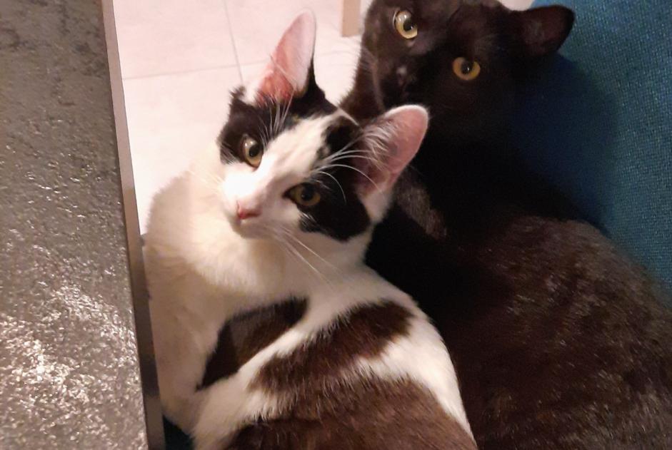 Disappearance alert Cat Female , 1 years Orvault France