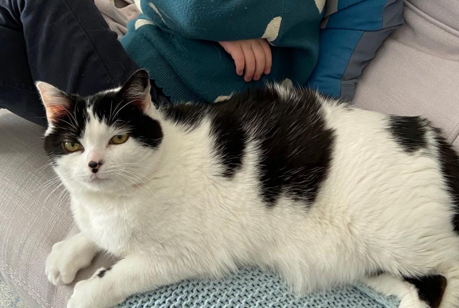 Disappearance alert Cat miscegenation  Female , 8 years Saint-Sébastien-sur-Loire France