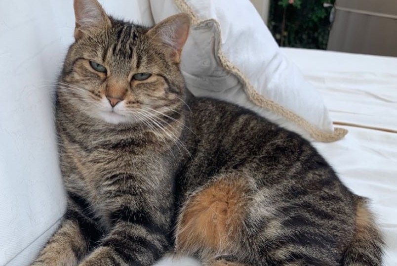 Disappearance alert Cat  Female , 8 years Saint-Sébastien-sur-Loire France