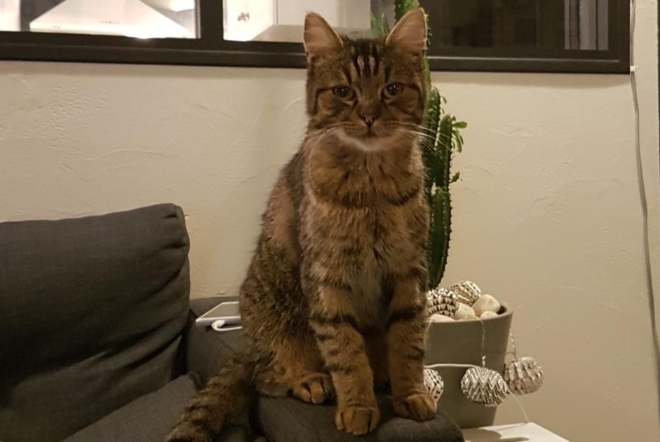 Disappearance alert Cat miscegenation  Male , 8 years Saint-Vincent-des-Landes France