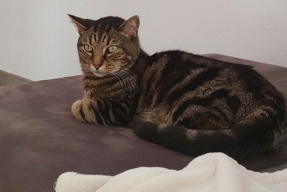 Disappearance alert Cat  Male , 5 years Nantes France