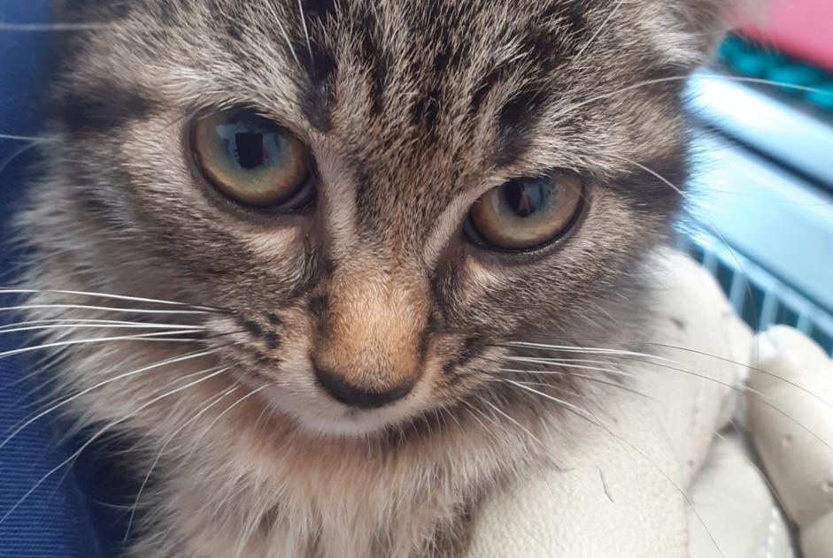 Discovery alert Cat miscegenation  Female Vallet France
