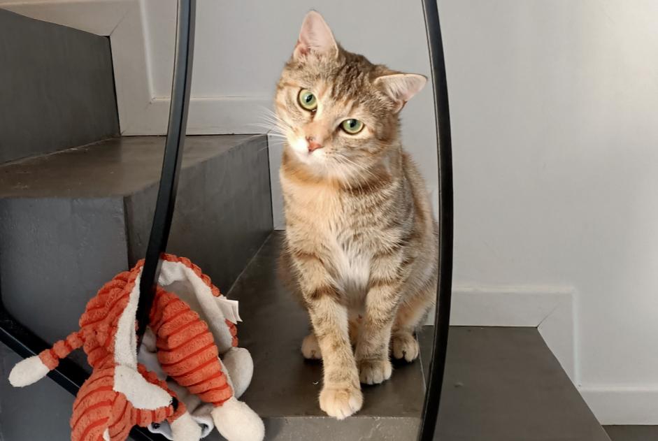 Disappearance alert Cat Female , 1 years Sainte-Luce-sur-Loire France
