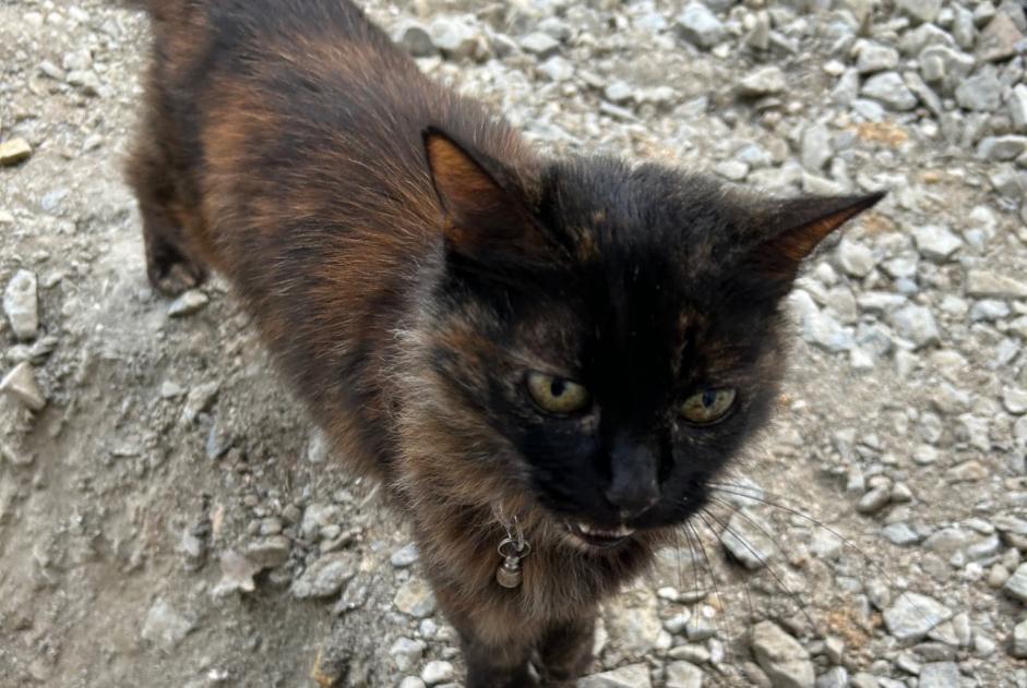 Discovery alert Cat Unknown Sucé-sur-Erdre France