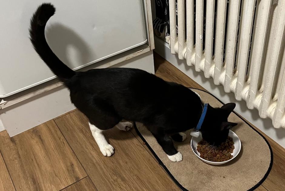 Discovery alert Cat Unknown Saint-Nazaire France