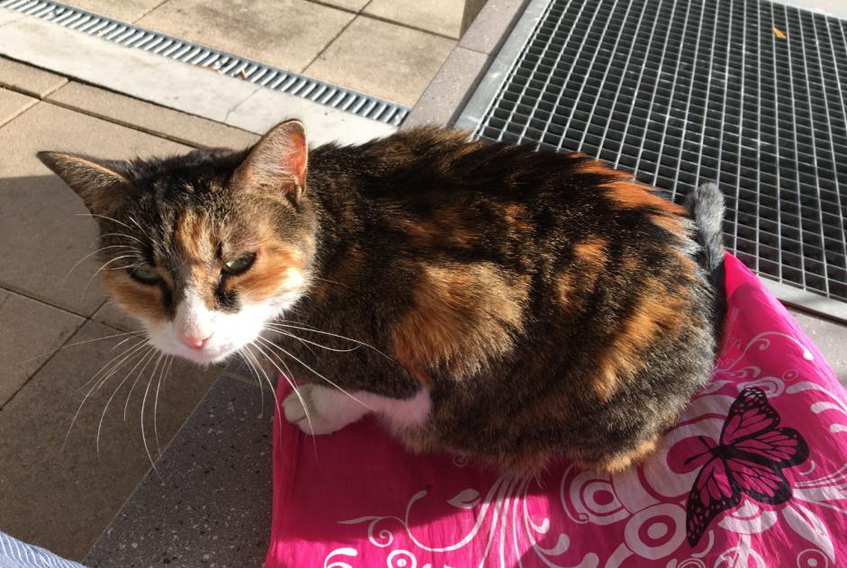 Discovery alert Cat Female La Chapelle-sur-Erdre France