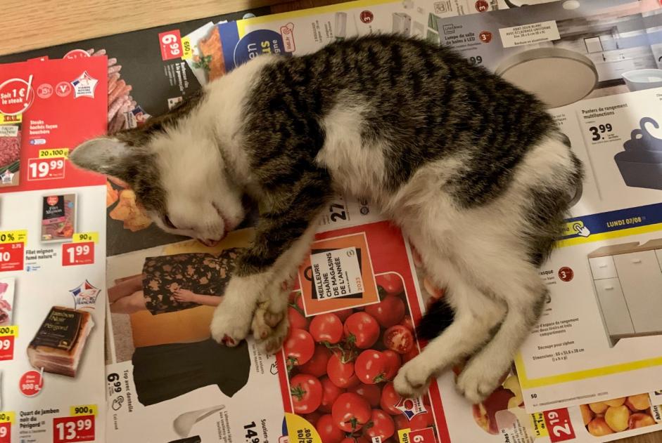 Discovery alert Cat Unknown Nantes France