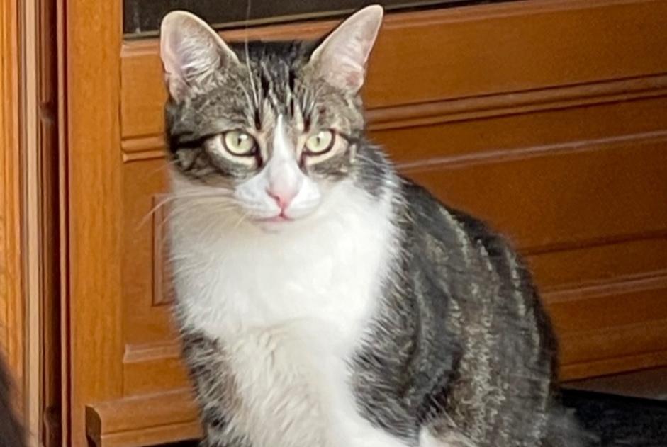Disappearance alert Cat  Male , 2 years Saint-Père-en-Retz France
