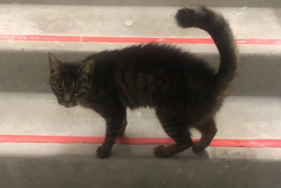 Discovery alert Cat  Female La Baule France
