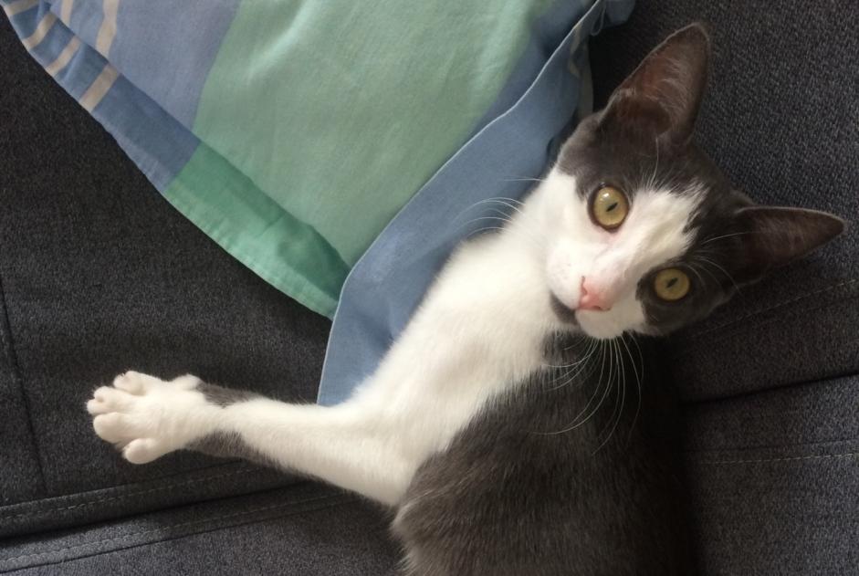 Disappearance alert Cat Female , 0 years Rezé France