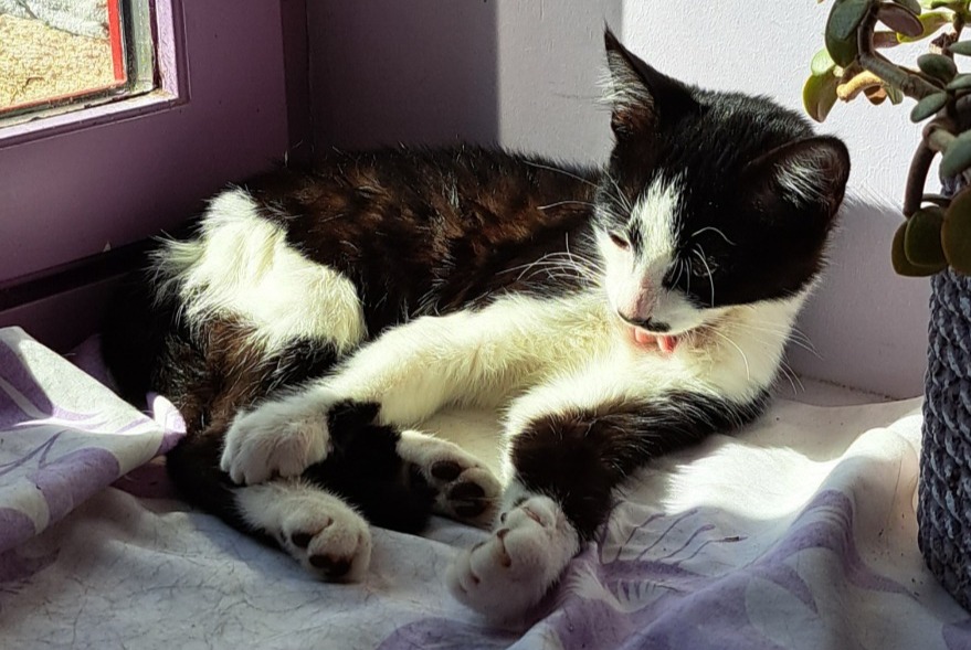 Discovery alert Cat  Male Nozay France
