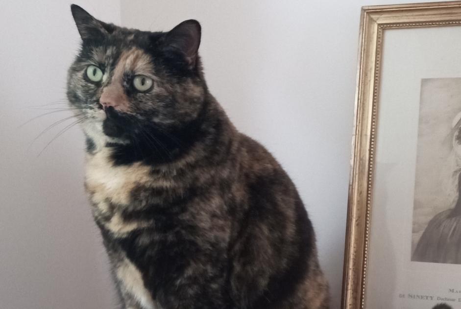 Disappearance alert Cat Female , 8 years Saint-Herblain France