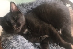 Disappearance alert Cat  Male , 2 years Vertou France