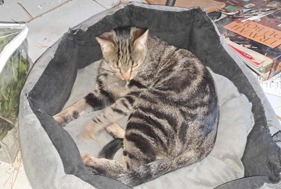 Disappearance alert Cat miscegenation  Male , 1 years Corcoué-sur-Logne France