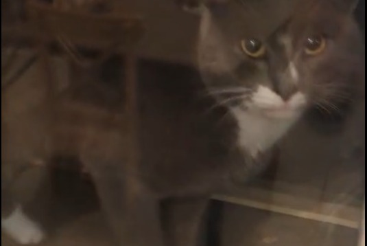 Discovery alert Cat Male , 3 years Pouillé-les-Côteaux France Discovery alert Cat Male , 3 years Pouillé-les-Côteaux France