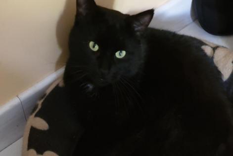 Alerta de Desaparición Gato  Macho , 7 años Sainte-Anne-sur-Brivet Francia