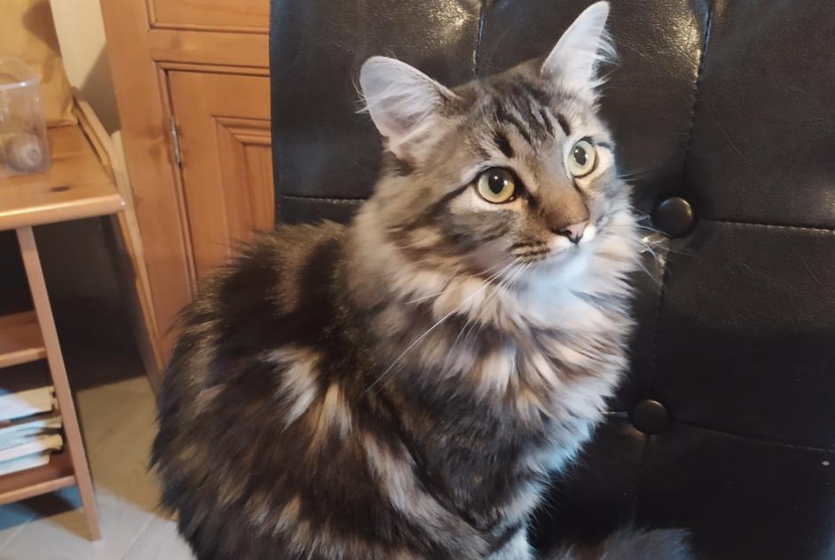 Alerta de Desaparición Gato cruce  Hembra , 3 años Pornic Francia