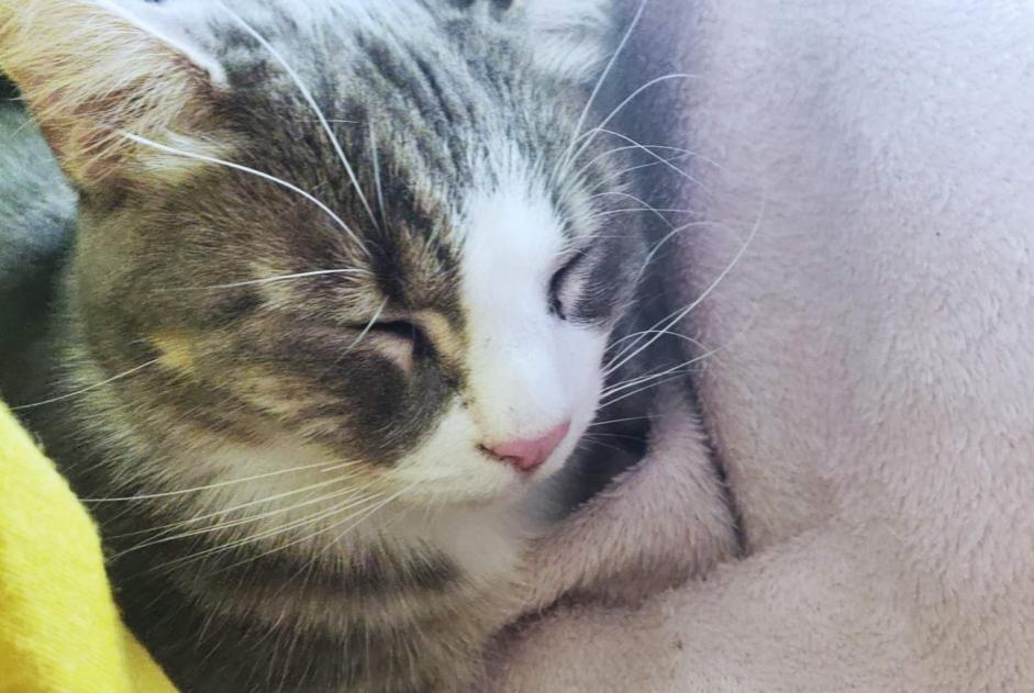 Alerta de Desaparición Gato Macho , 3 años Sainte-Luce-sur-Loire Francia