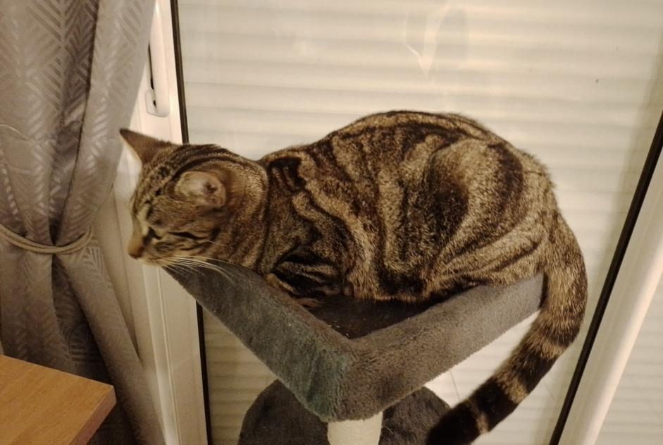 Alerta de Desaparición Gato  Macho , 1 años Saint-Nazaire Francia