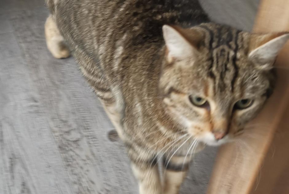 Alerta de Hallazgo Gato cruce  Hembra Sainte-Pazanne Francia
